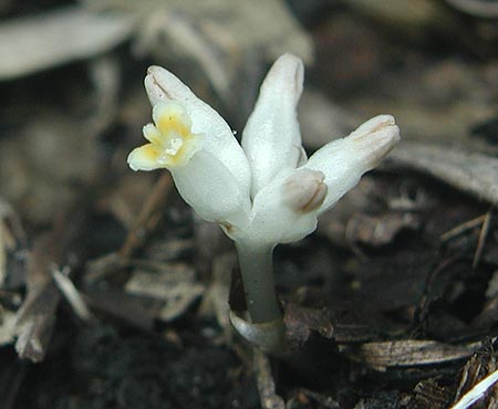 �q�i�m�V���N�W���E