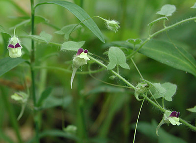 �q���c���E�������@Kickxia elatine(L.)Dumort.