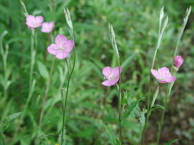 �A�J�o�i���E�Q�V���E