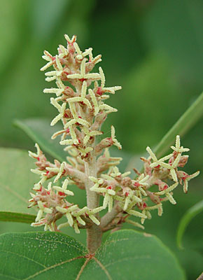 �A�J���K�V��