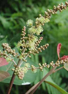 �A�J���K�V��