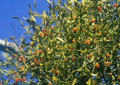 �A�J�~���h���M