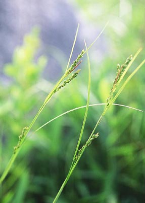 �A�J�l�X�Q