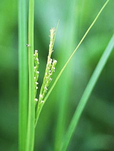 �A�J�l�X�Q