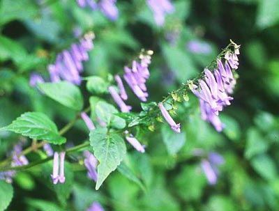 �A�L�`���E�W