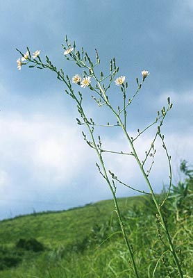 �A�L�m�m�Q�V