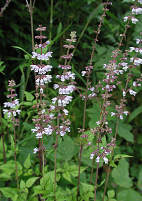 �A�L�m�^�����\�E