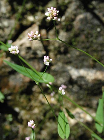 �A�L�m�E�i�M�c�J�~