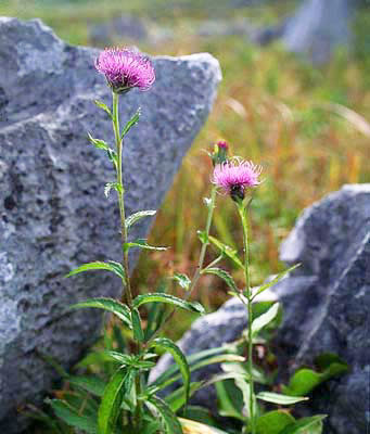 �A�L���V�A�U�~