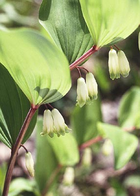 �A�}�h�R��