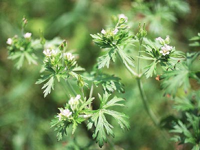 �A�����J�t�E��