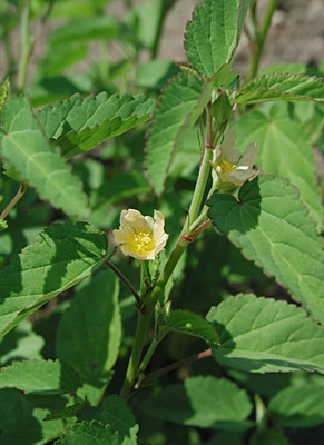 �A�����J�L���S�W�J