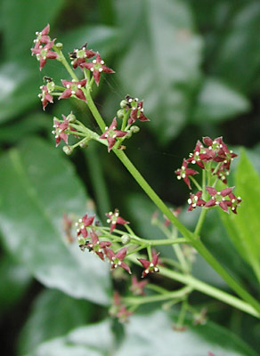 �A�I�L�Y��