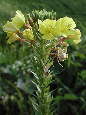 �A���`�}�c���C�O�T