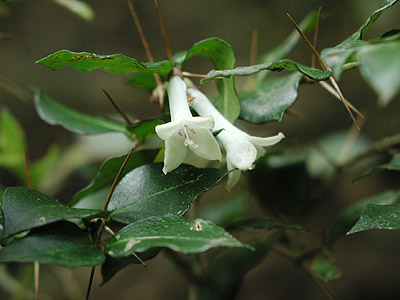 �A���h�I�V