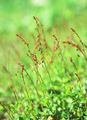 �A���m�g�E�O�T