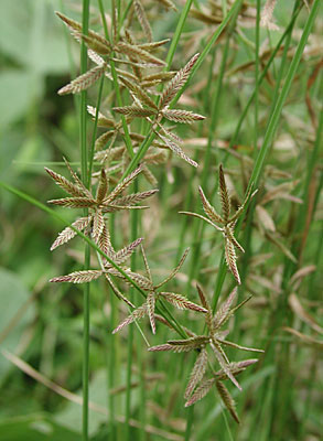 �A�[�K���c��