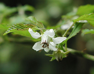 �r���[�h�C�`�S