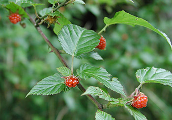 �r���[�h�C�`�S