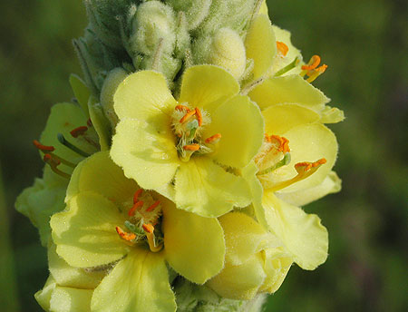 �r���[�h���E�Y�C�J