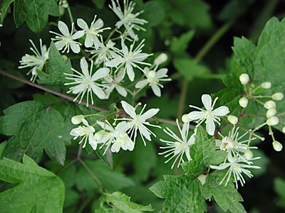 �{�^���d��