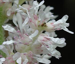 �`�_�P�T�V