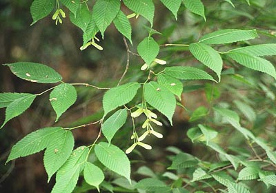 �`�h���m�L