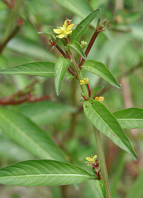 �`���E�W�^�f