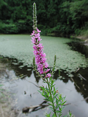 �G�]�~�\�n�M