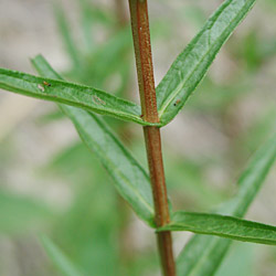 �G�]�~�\�n�M