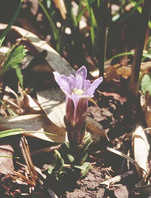 �t�f�����h�E