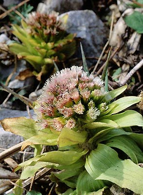 �t�L����