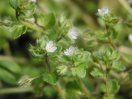 �t���T�o�\�E