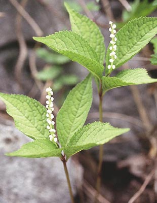 �t�^���V�Y�J