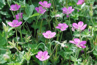 �Q���m�V���E�R