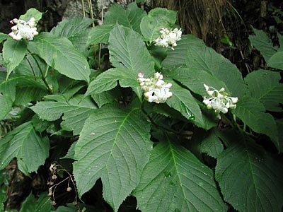 �M���o�C�\�E