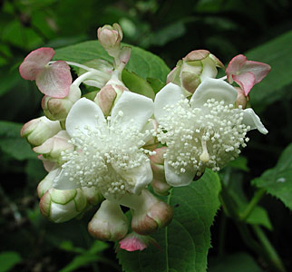 �M���o�C�\�E