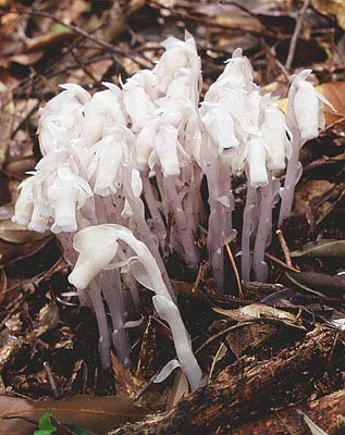 �M�������E�\�E