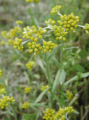 �n�n�R�O�T