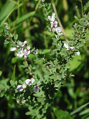 �n�C���h�n�M