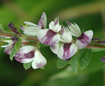 �n�C���h�n�M