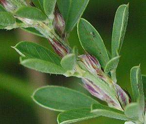 �n�C���h�n�M