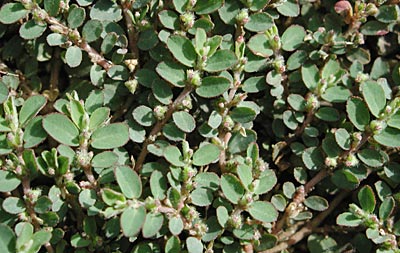 �n�C�j�V�L�\�E