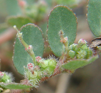 �n�C�j�V�L�\�E