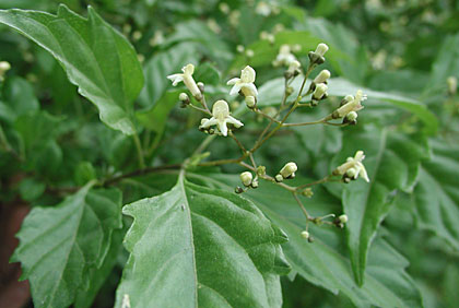 �n�}�N�T�M