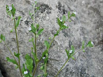 �n�i�C�o�i