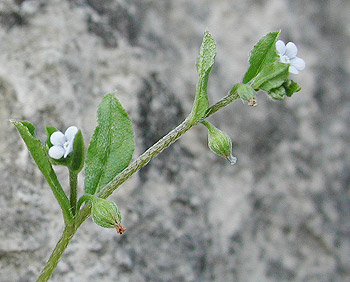 �n�i�C�o�i