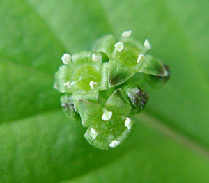 �n�i�C�J�_