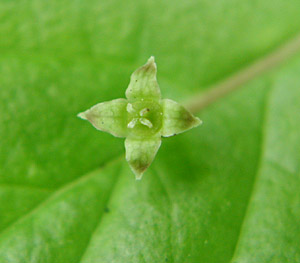 �n�i�C�J�_