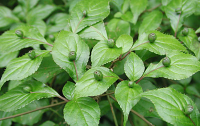 �n�i�C�J�_